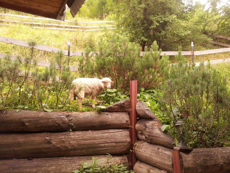 Domek Pod Zielonym Lasem Zakopane Luaran gambar